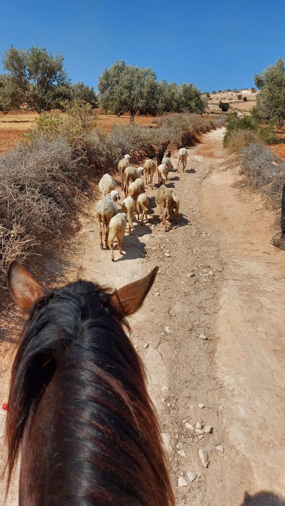 cavaliers balade Essaouira