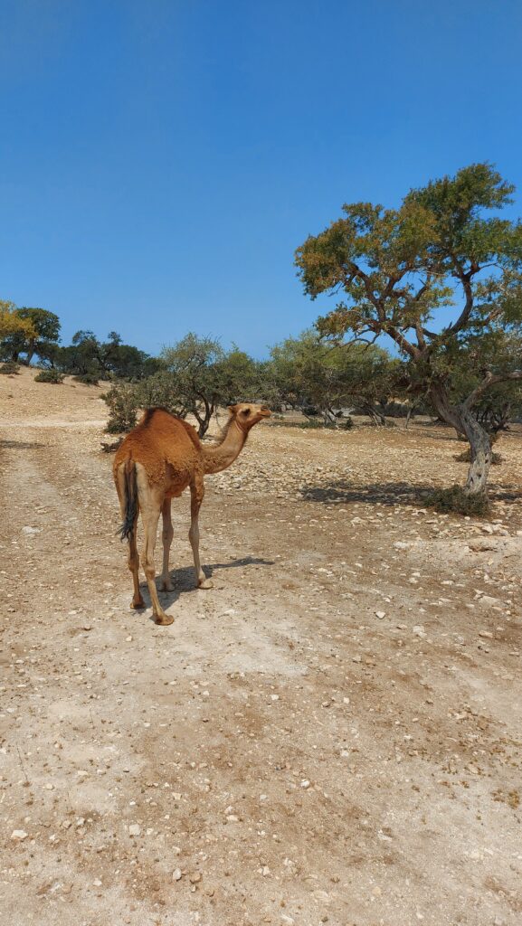 cheval dans paysage naturel Maroc