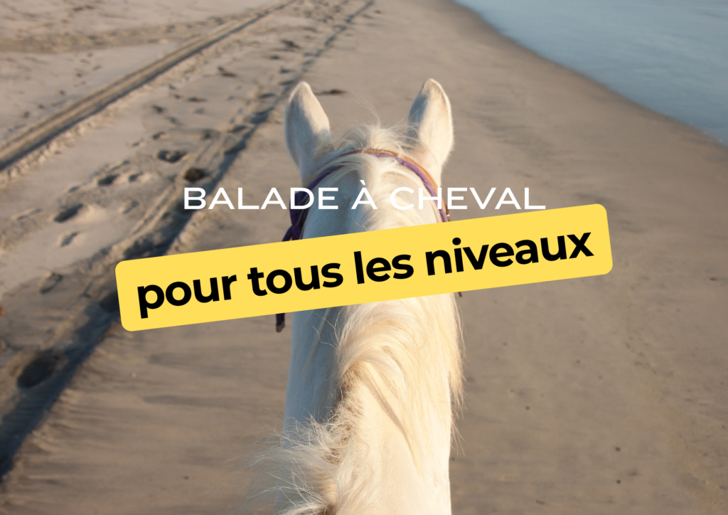 Balade à cheval à Essaouira pour tous les niveaux beige white minimalist pattern page border document (a4 landscape) (15)