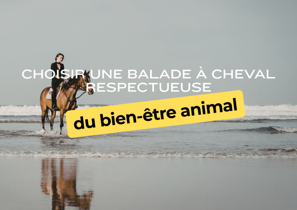 Choisir une balade à cheval respectueuse du bien-être animal beige white minimalist pattern page border document (a4 landscape) (19)