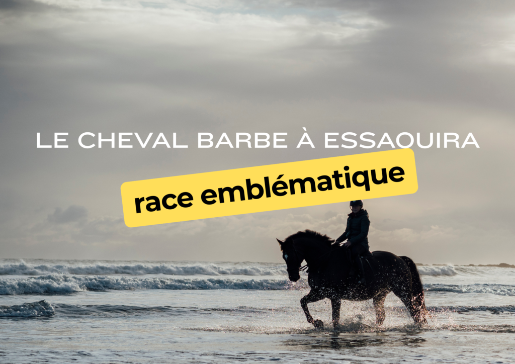 Le cheval barbe à Essaouira : race emblématique beige white minimalist pattern page border document (a4 landscape) (21)