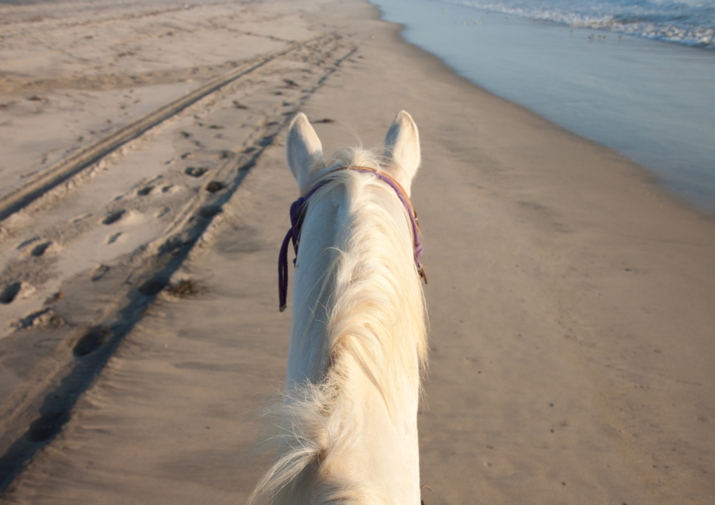 balade a cheval sur la plage a Essaouira