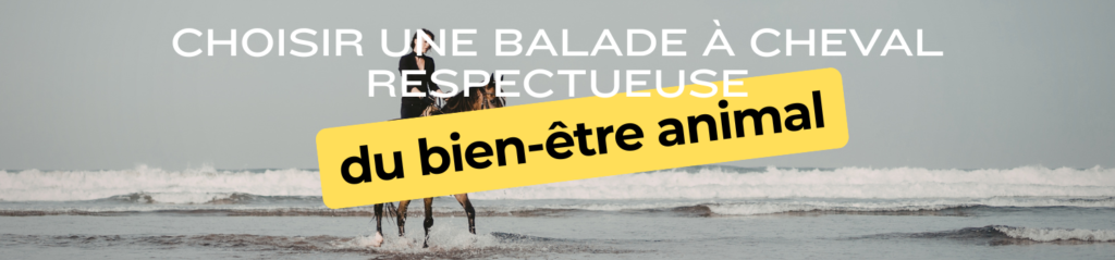 Choisir une balade à cheval respectueuse du bien-être animal header notion administratif minimaliste orange (5)