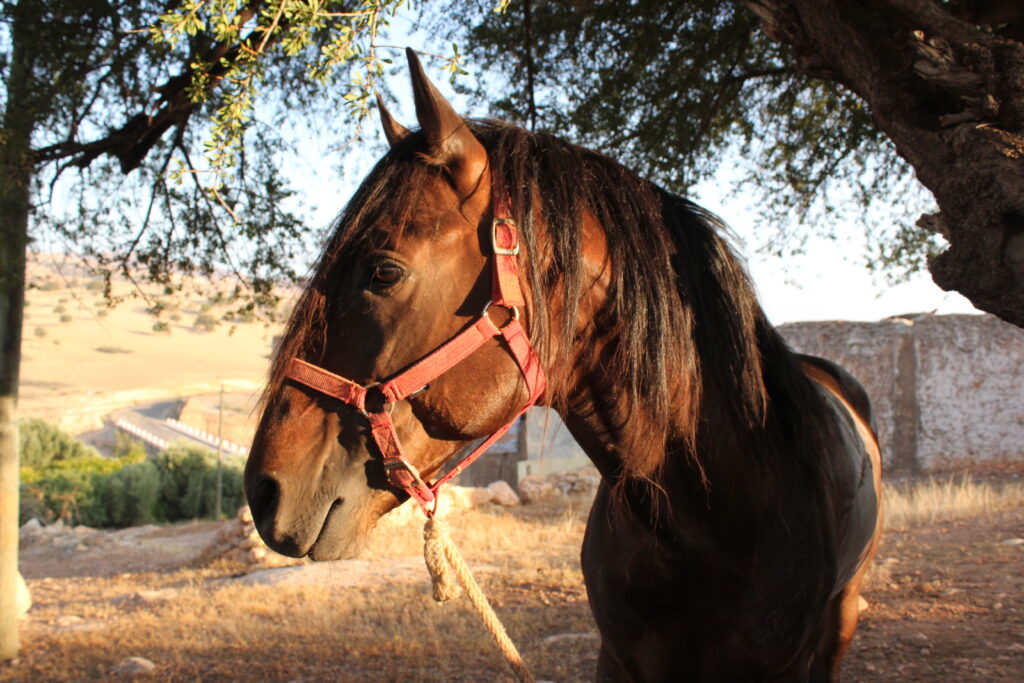 cheval barbe arabe a essaouira
