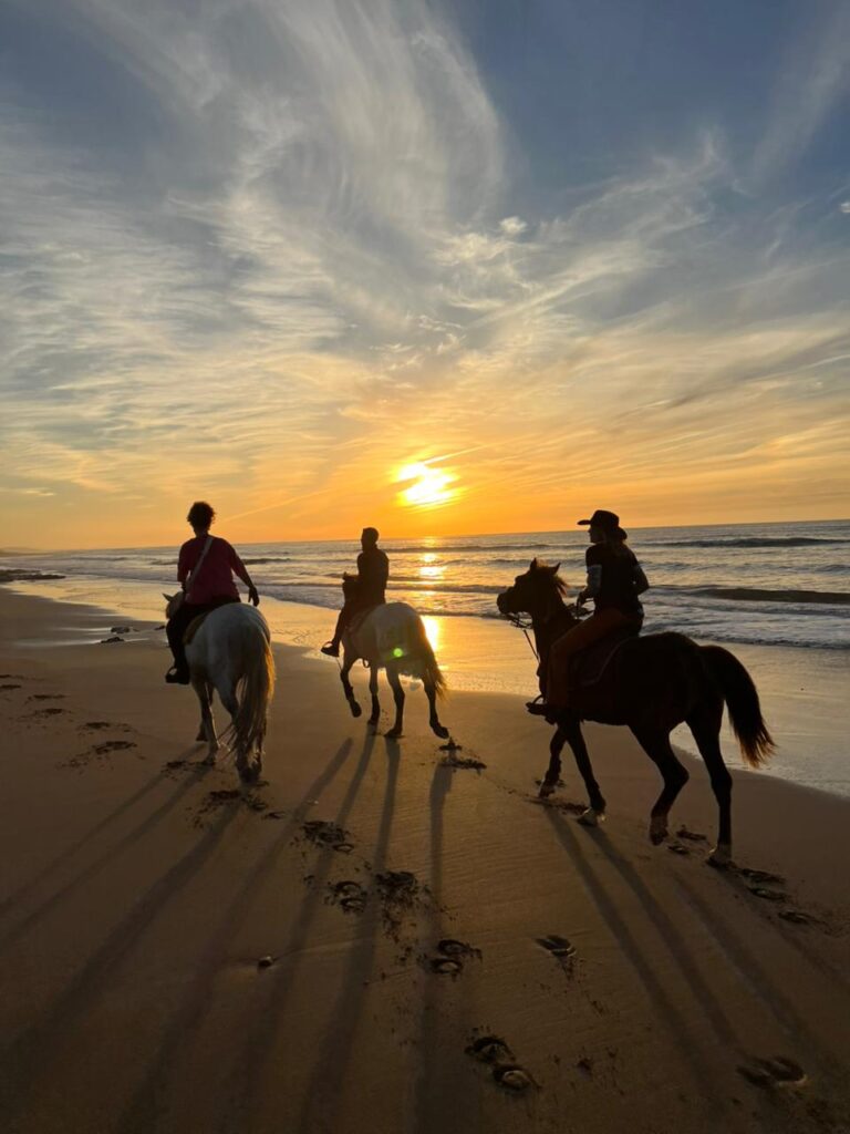 cheval au coucher du soleil dunes Essaouira