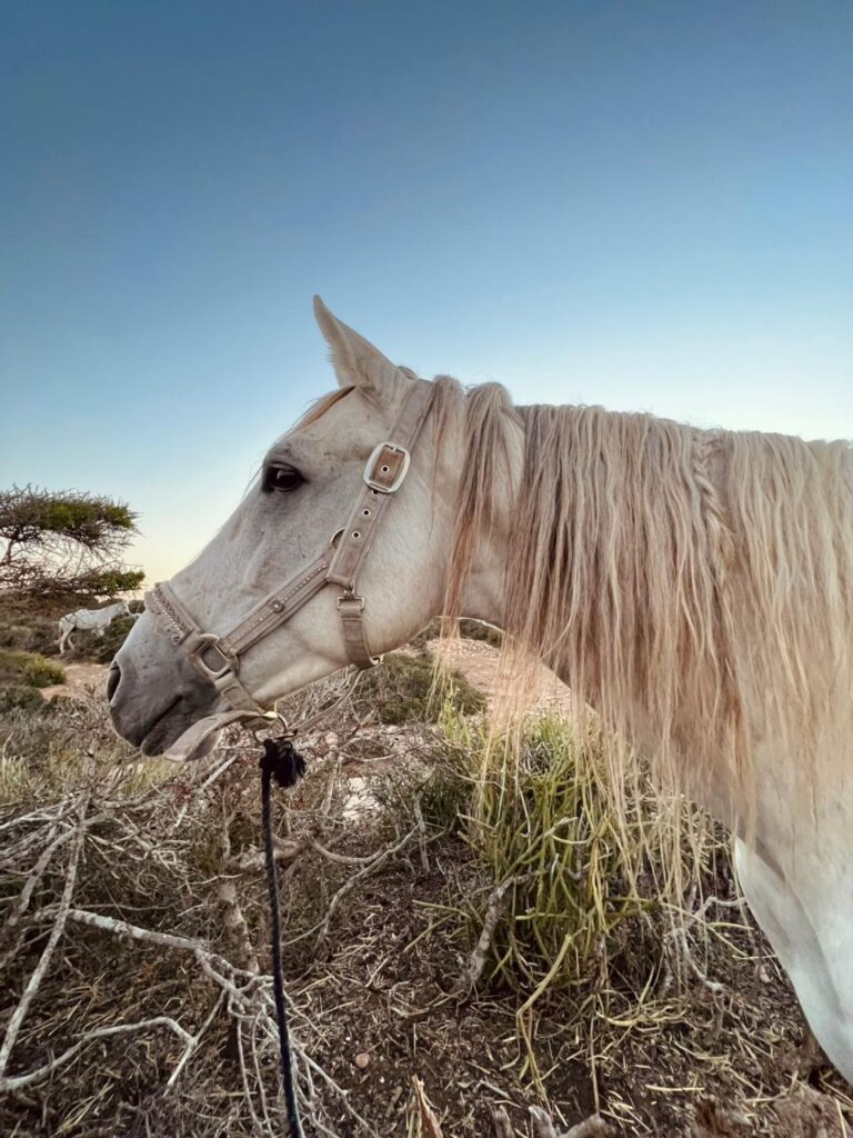 cheval barbe Essaouira