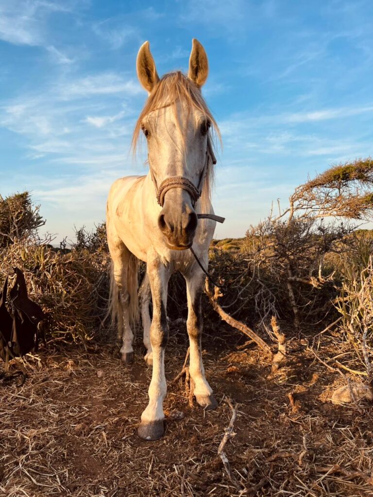 Choose a horseback ride that respects animal welfare cheval nature Essaouira