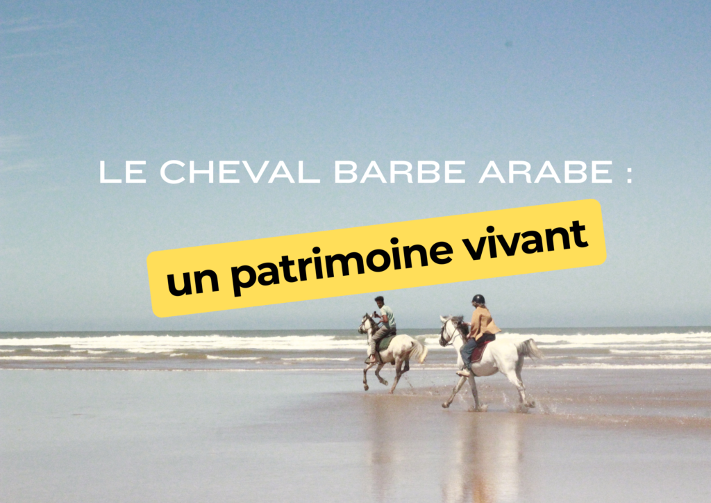 Le cheval barbe arabe : un patrimoine vivant entre tradition, endurance et culture marocaine beige white minimalist pattern page border document (a4 landscape) (14)