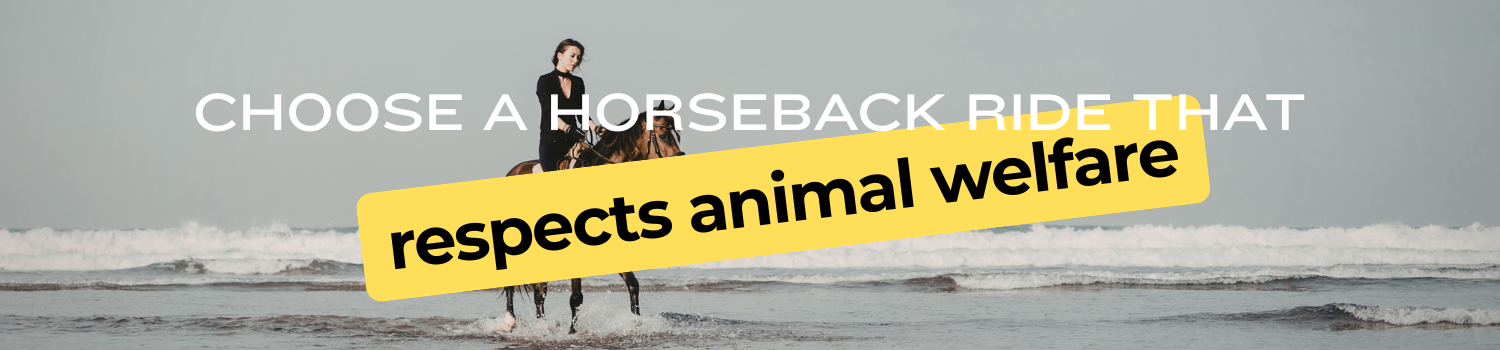 Choose a horseback ride that respects animal welfare header notion administratif minimaliste orange (5)