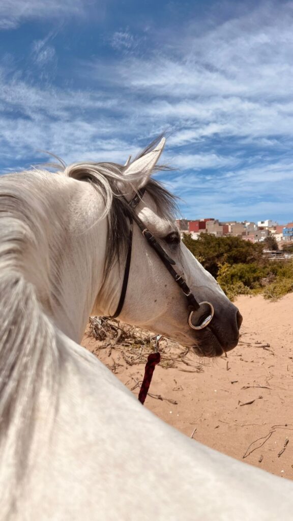 cheval barbe arabe gris