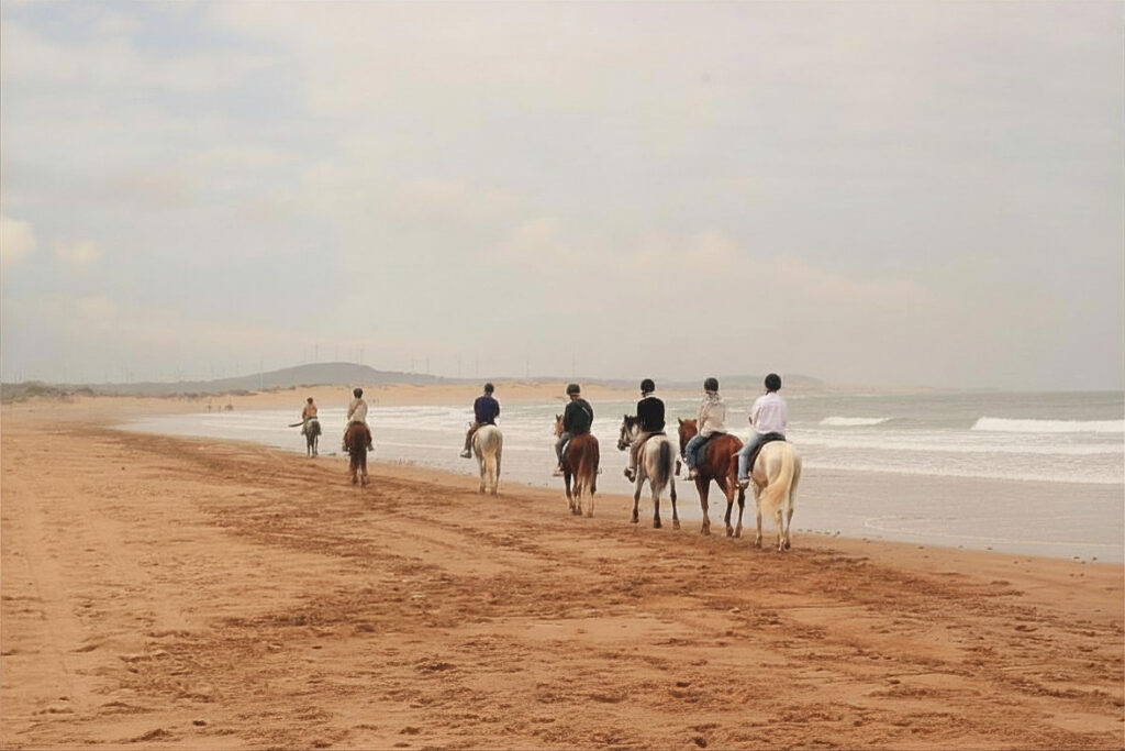 chevaux barbe arabes sur la plage